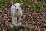 March 31 - Lambs at last