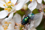 May 07 - Greenbottle