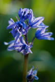 May 14 - Another Bluebell