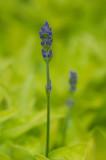 June 08 - Herb Garden