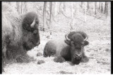 The Bison Herd in Lone Elk