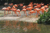 My Birds Gallery