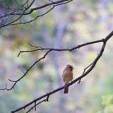 Cardinal