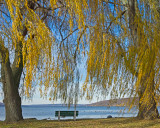 Bench & Willow