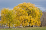 Stewart Park Willow