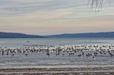 Cayuga Lake