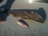 02-DEC-2011 - Stripers feed on Mud Shad