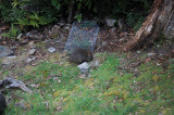 Pademelon 7.jpg