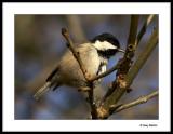 Coal tit 3.jpg