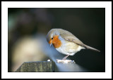 Inquisitive robin