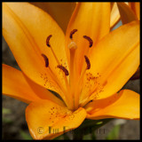 Lily DG-001.jpg