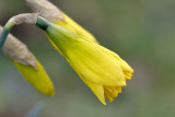 Early daffodils