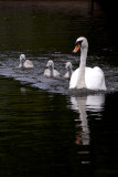 Swan and Cygnets