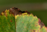 Autumn leaf_10.jpg