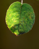 Autumn Leaf_16.jpg