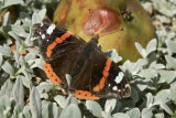 Red Admiral