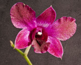 orchid_1.jpg