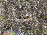 Anhinga Mom Feeding Young at Wakodahatchee