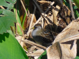 Sora at Wakodahatchee