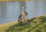Cranes in Anns Yard in Venice