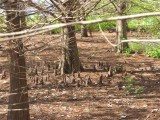 Cypress Knees at Wakodahatchee