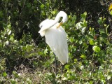 Great Egret at Shark Valley