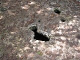 Respiration Holes on Trail at Shark Valley