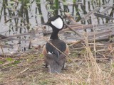 Hooded Merganser at Viera Wetlands