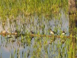 Hooded Merganser Family