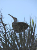 Limpkin ata Celery Fields