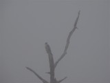 Peregrine Falcon in Fog at Viera