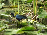 Purple Gallinule at Shark Valley