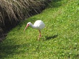 White Ibis at Wakodahatchee