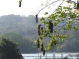 Oropendola Nests