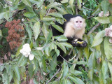 White-faced Capuchin