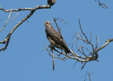 Snail Kite