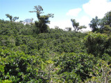 Coffee at Finca Lerida