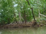 Mangroves