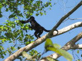 Howler Monkey Eating Figs