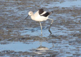 American Avocet at Palo Alto Baylands