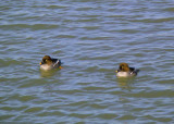 Common Goldeneye Females