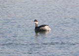 Eared Grebe