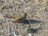 Golden-crowned Sparrow