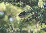 Ruby-crowned Kinglet