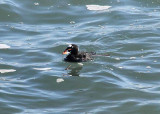 Surf Scoter