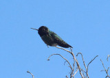 Annas Hummingbird