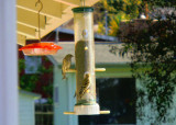 Pine Siskins at Kaarens Feeder