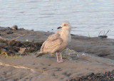 Thayers Gull at Morro Bay River Mouth