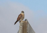 American Kestrel