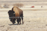 Buffalo with Tongue Out